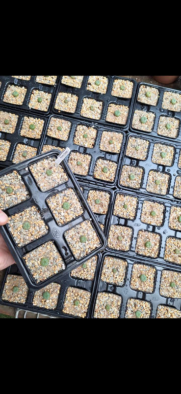 Lophophora williamsii cactus seed 5x 10pack