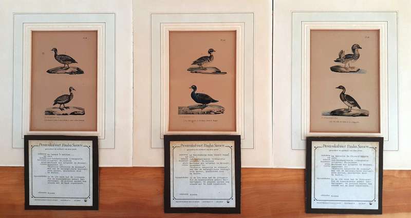 Eight Antique Original Copper Plate Prints (c.1850) Valuable and Collectable