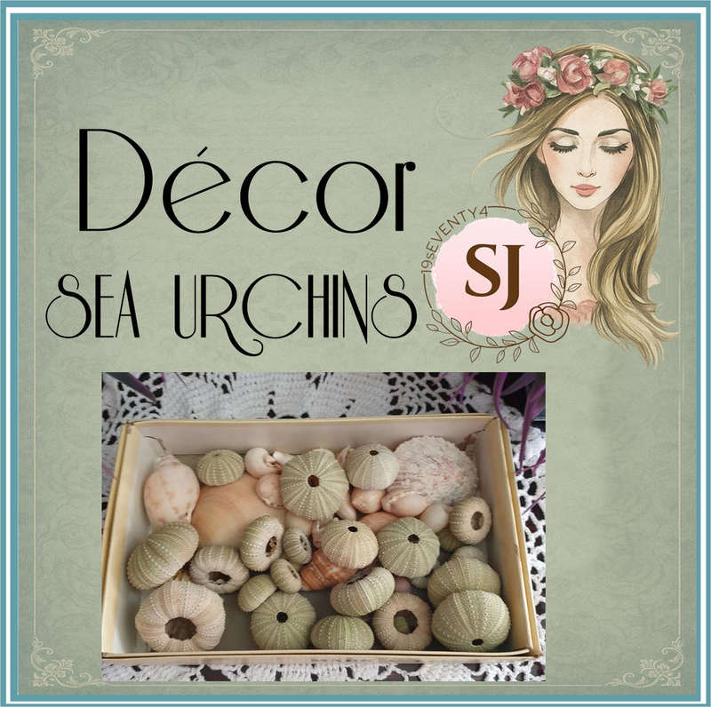 SEA SHELLS |  SEA URCHINS | DECOR | HOME |