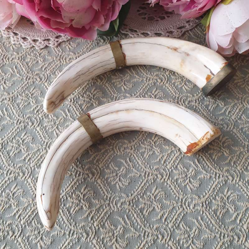 Set of Small Tusks | Decor |