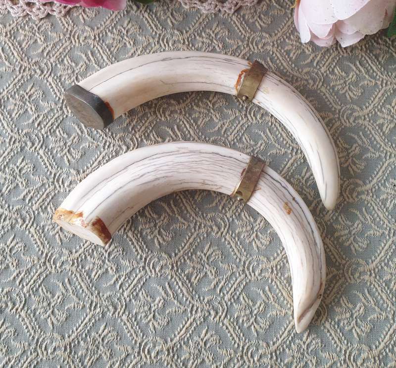 Set of Small Tusks | Decor |