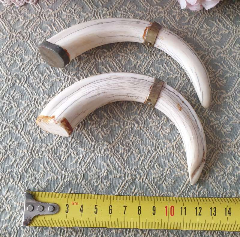 Set of Small Tusks | Decor |