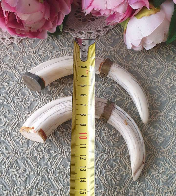 Set of Small Tusks | Decor |