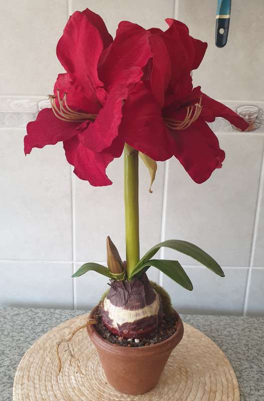 SILK PLANT | DECOR | AMARYLLIS IN  POT |