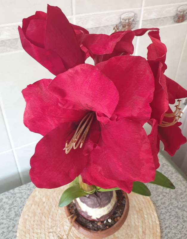 SILK PLANT | DECOR | AMARYLLIS IN  POT |