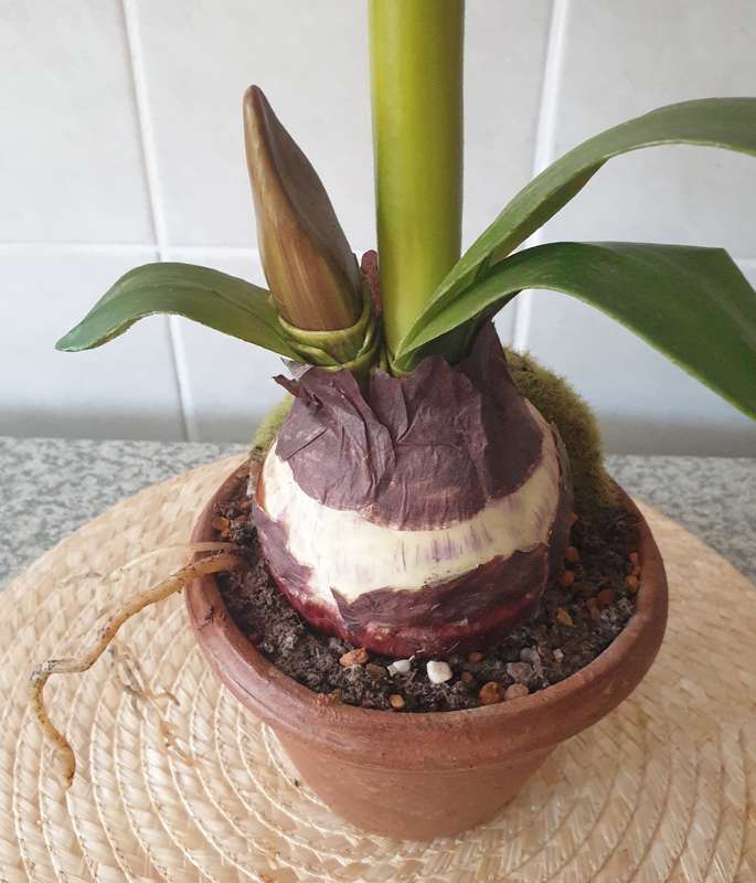 SILK PLANT | DECOR | AMARYLLIS IN  POT |