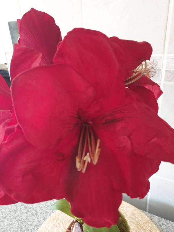 SILK PLANT | DECOR | AMARYLLIS IN  POT |