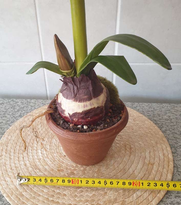SILK PLANT | DECOR | AMARYLLIS IN  POT |