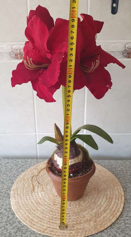 SILK PLANT | DECOR | AMARYLLIS IN  POT |