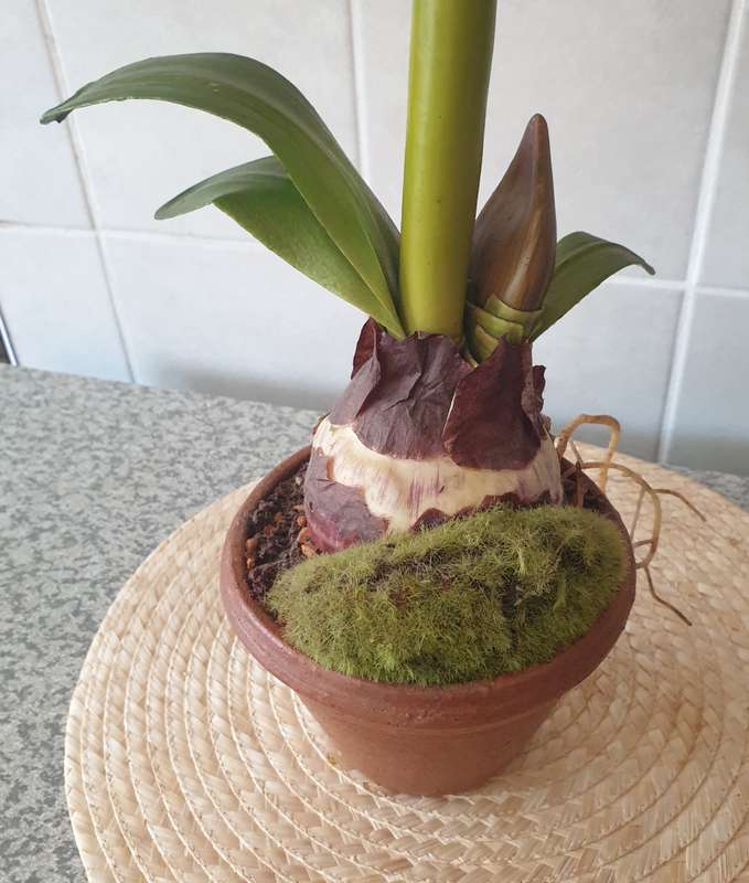 SILK PLANT | DECOR | AMARYLLIS IN  POT |