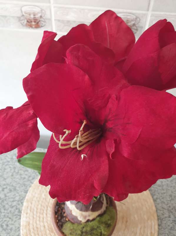 SILK PLANT | DECOR | AMARYLLIS IN  POT |