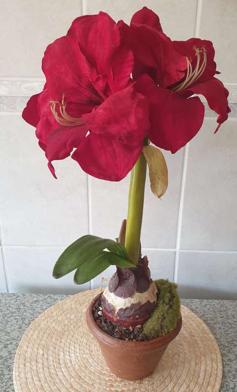 SILK PLANT | DECOR | AMARYLLIS IN  POT |