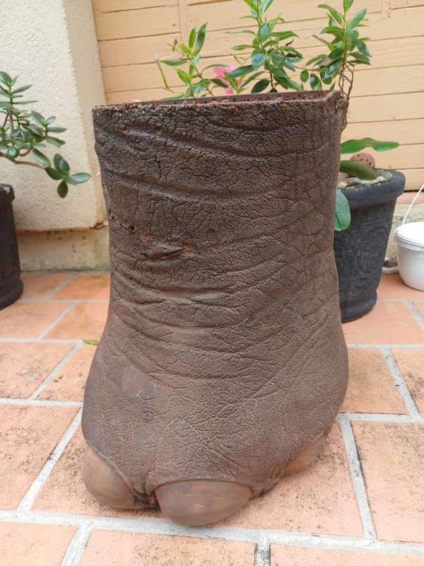 Vintage Elephant Foot