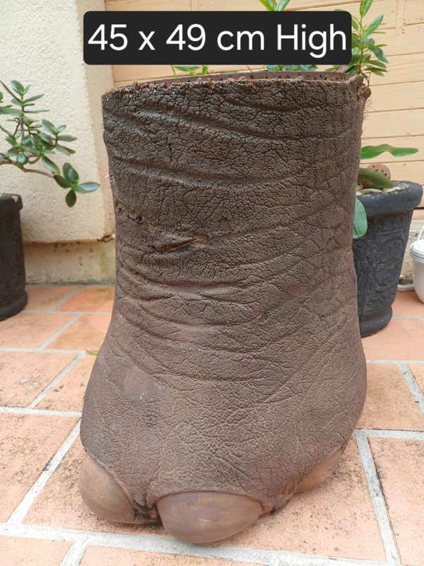 Vintage Elephant Foot