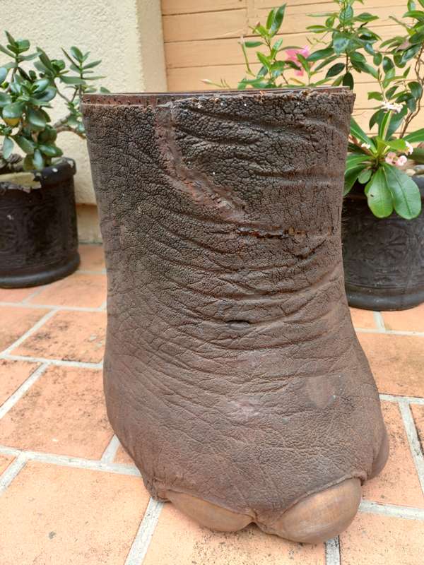 Vintage Elephant Foot