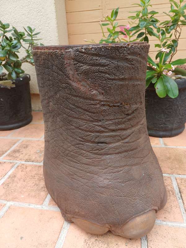 Vintage Elephant Foot