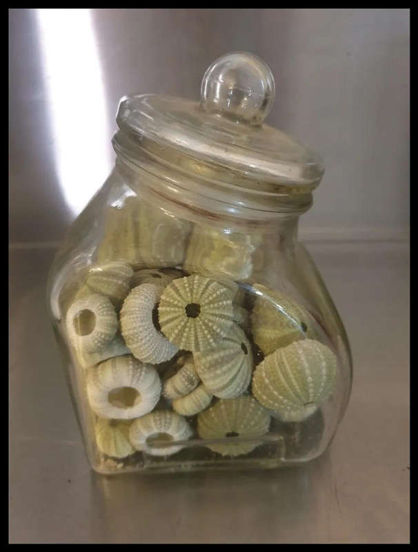 Green Sea Urchins with glass Jar