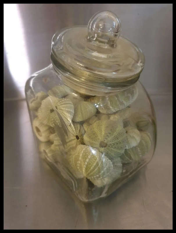 Green Sea Urchins with glass Jar