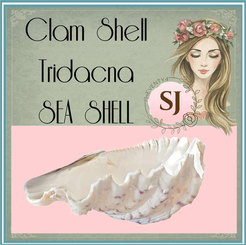 Clam Shell Tridacna | SEA SHELL |