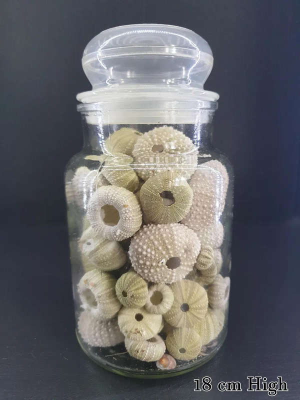 Sea Urchins in Bottle  for Your Collection