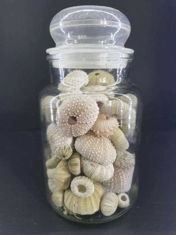 Sea Urchins in Bottle  for Your Collection