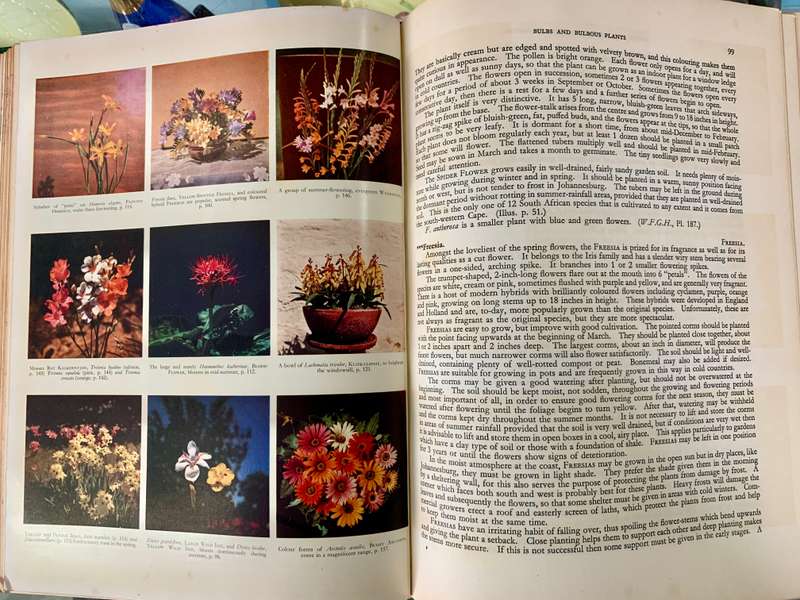 South African Flowers For The Garden by Sima Eliovson