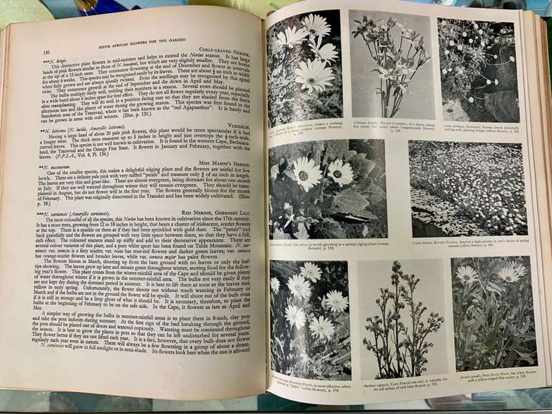 South African Flowers For The Garden by Sima Eliovson