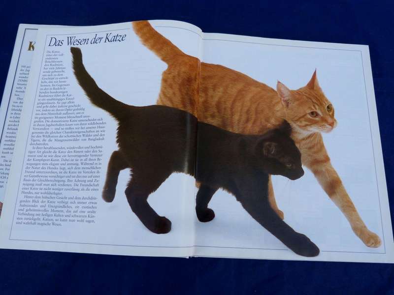 MEIN GROSSES KATZENBUCH. COFFEETABLE BOOK.