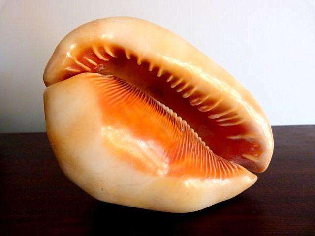 SHELL IN GREAT CONDITION