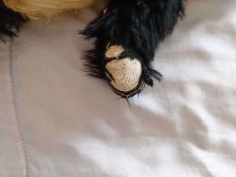 ANTIQUE MERRYTHOUGHT TEDDY BEAR.