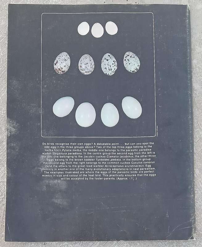 1970 Purnell's  Encyclopedia of Animal Life No81 Vol 6/1