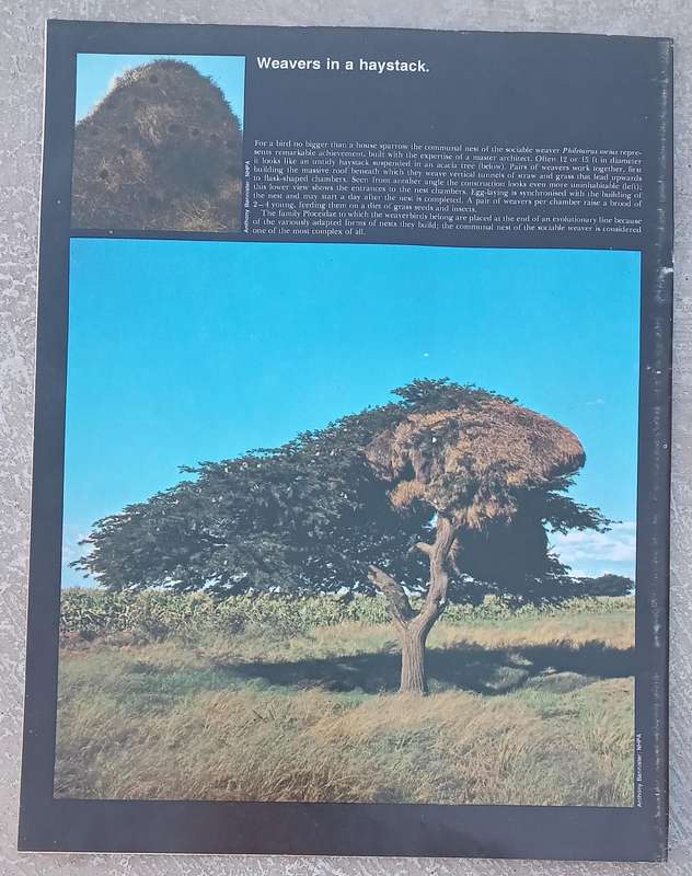 1970 Purnell's Encyclopedia Of Animal Life No 93 (Vol6 No13)