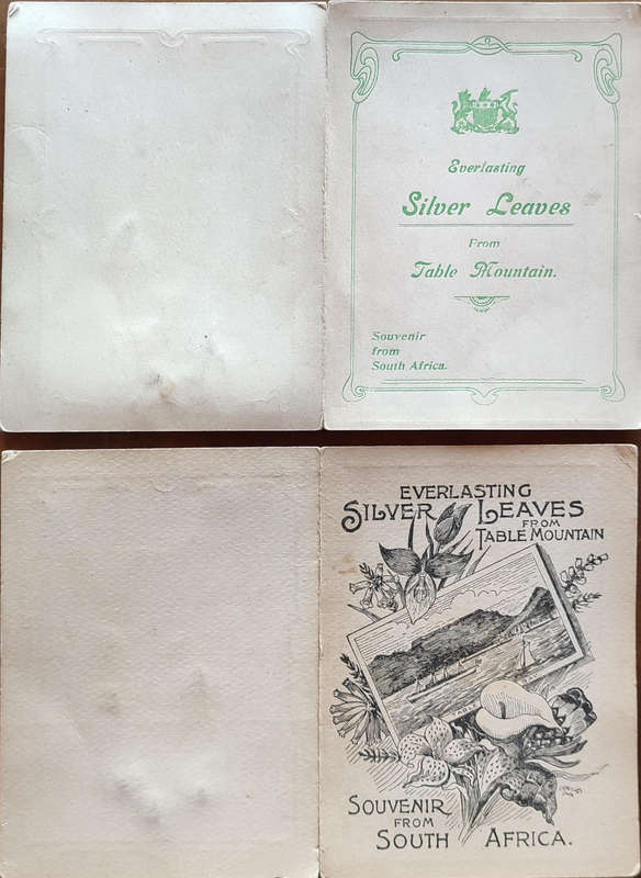 2 Antique Postcards Silver Leaves Table Mountain