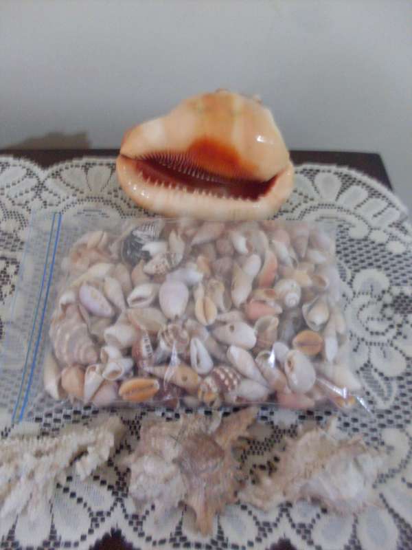 BEAUTIFUL CONCH AND OTHER SHELLS