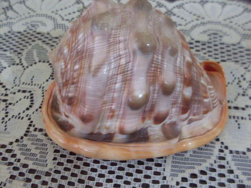 BEAUTIFUL CONCH AND OTHER SHELLS