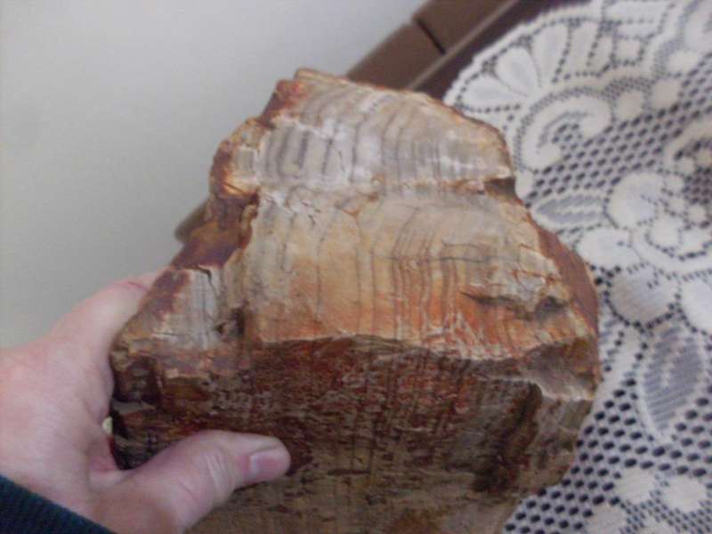 BEAUTIFUL PIECE OF FOSSIL/PETRIFIED WOOD 6.1 KG