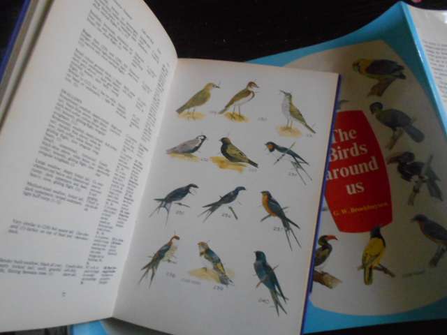 THE BIRDS AROUND US -  GJ BROEKHUIZEN  illus hardb. with dustc.