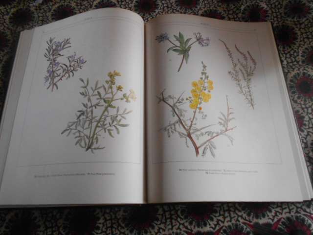 EVE PALMER - THE SOUTH AFRICAN HERBAL - illus Brenda Clarke Tafelberg 1985 1st ed.