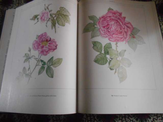 EVE PALMER - THE SOUTH AFRICAN HERBAL - illus Brenda Clarke Tafelberg 1985 1st ed.