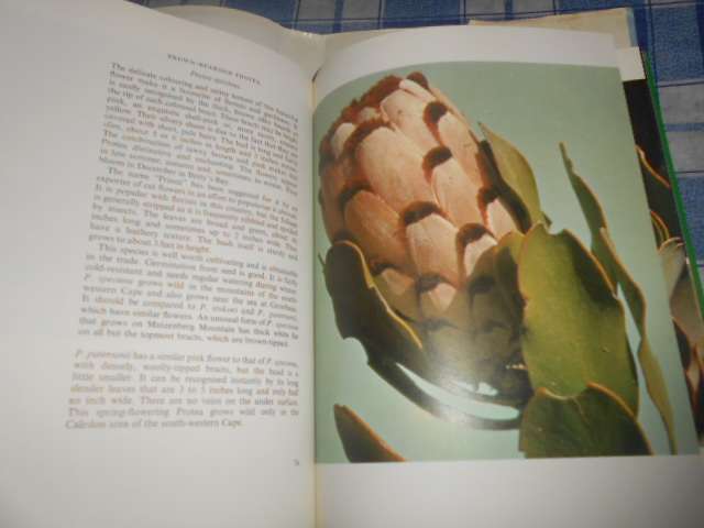 SIMA ELIOVSON - PROTEAS FOR PLEASURE illus autographed  macmillan 1976