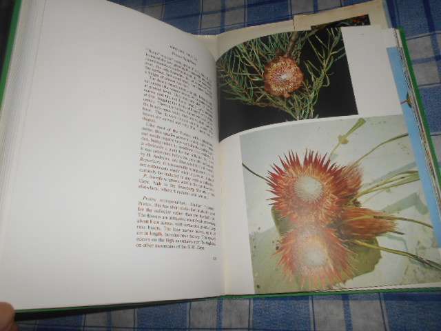 SIMA ELIOVSON - PROTEAS FOR PLEASURE illus autographed  macmillan 1976