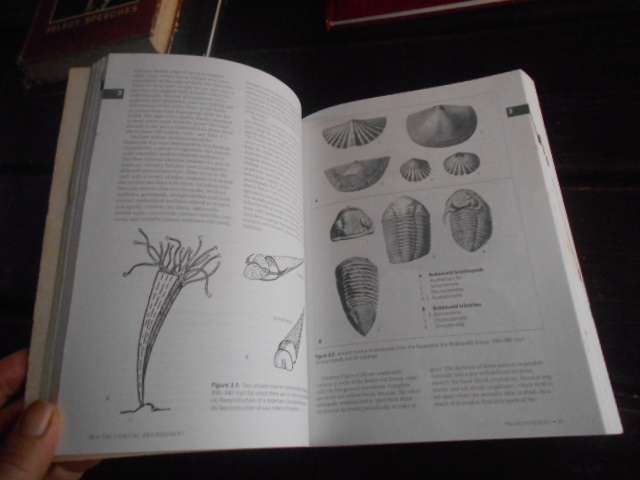 A field guide to the Eastern and  Southern Cape Coasts by Lubke and de MoorA field guide to the East