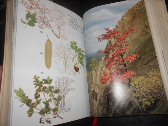 TREES OF SOUTHERN AFRICA - 2ND ED. Keith Coates Palgrave - Tree drawings Terry Duggan
