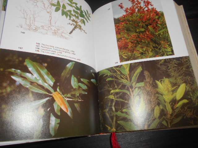 TREES OF SOUTHERN AFRICA - 2ND ED. Keith Coates Palgrave - Tree drawings Terry Duggan