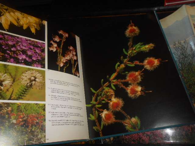Wild Flowers of the Fairest Cape. W.J.U Jackson - Howard Timmins 1980 illus hardback