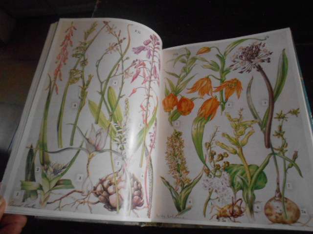Wild flowers of the Eastern Cape Province - Batten, Auriol & Bokelmann, Hertha colour illus