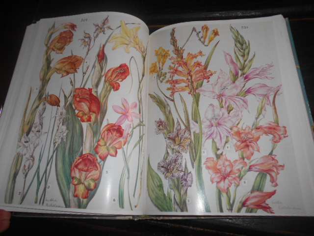 Wild flowers of the Eastern Cape Province - Batten, Auriol & Bokelmann, Hertha colour illus