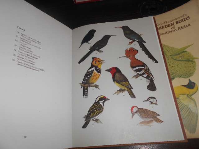 Geoff Lockwood's GARDEN BIRDS OF SOUTHERN AFRICA 104 Birds  illus in colour