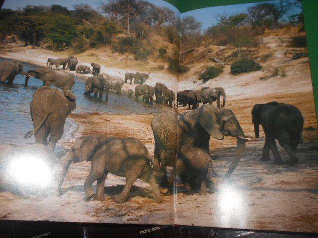 The lions and elephants Chobe, Botswanas untamed wilderness by Bruce Aiken illus photos