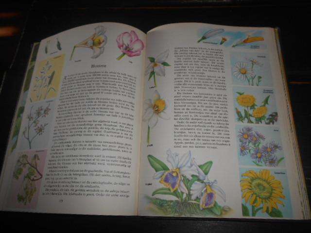 WONDERE VAN IDIE SKEPPING (Bertha Morris Parker) vertaling dr CS Grobbelaar illus klein diertjies